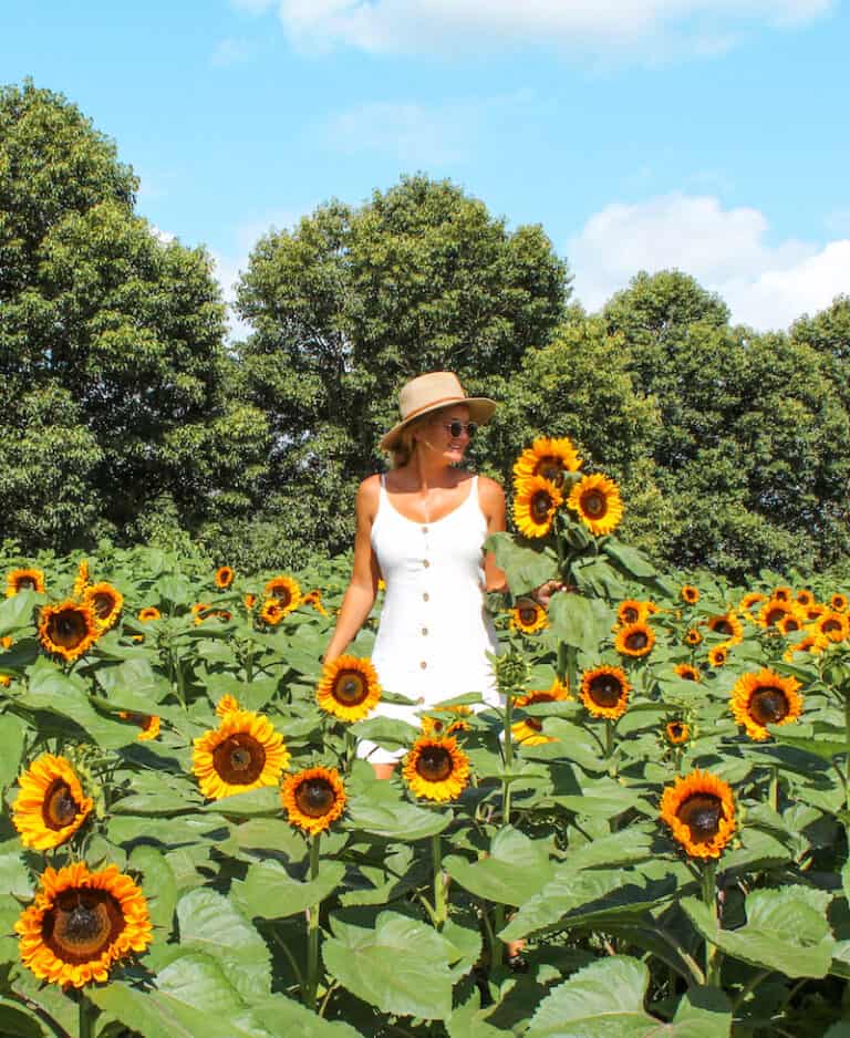 The Taupiri Sunflower Farm – a Family Friendly Adventure