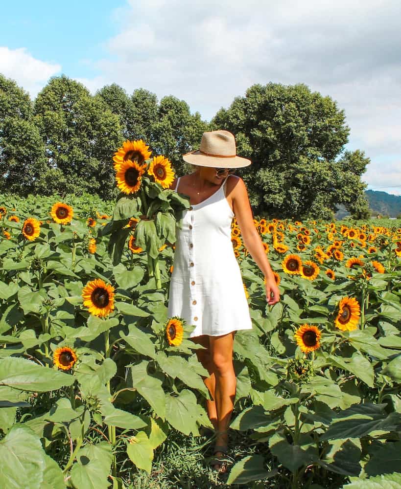 Admiring all the sunflowers