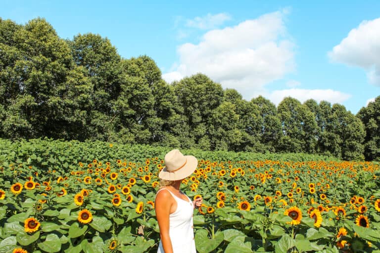 The Taupiri Sunflower Farm - A Family Friendly Adventure