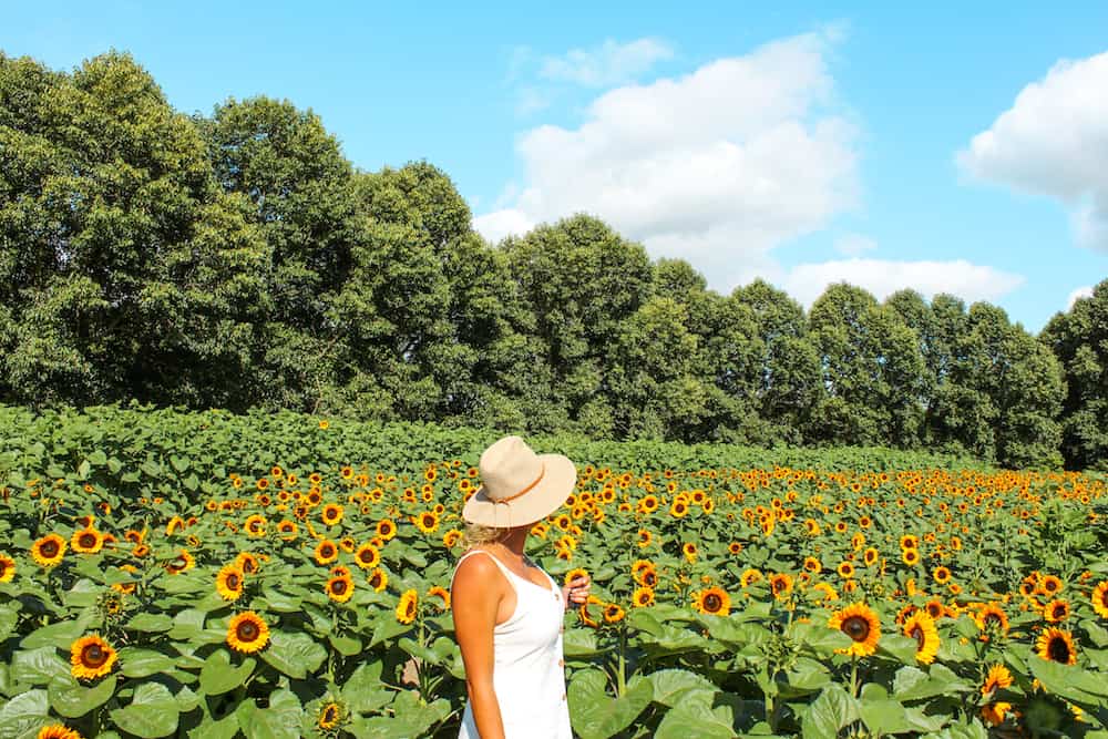 A field full of sunflowers at the Taupiri Sunflower Farm