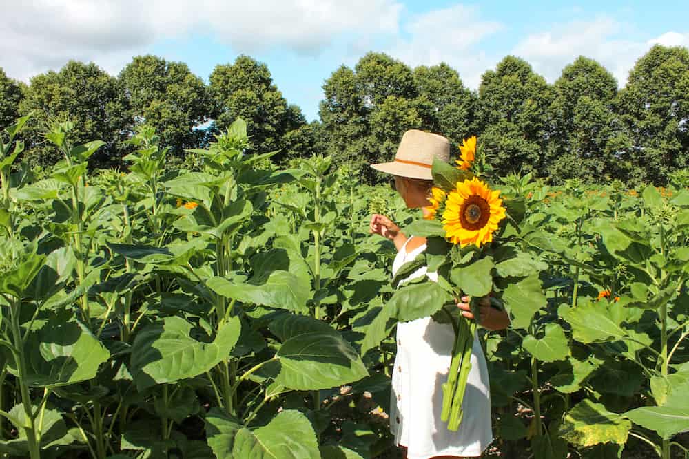 Flowers almost ready to bloom at the Taupiri Sunflower Farm