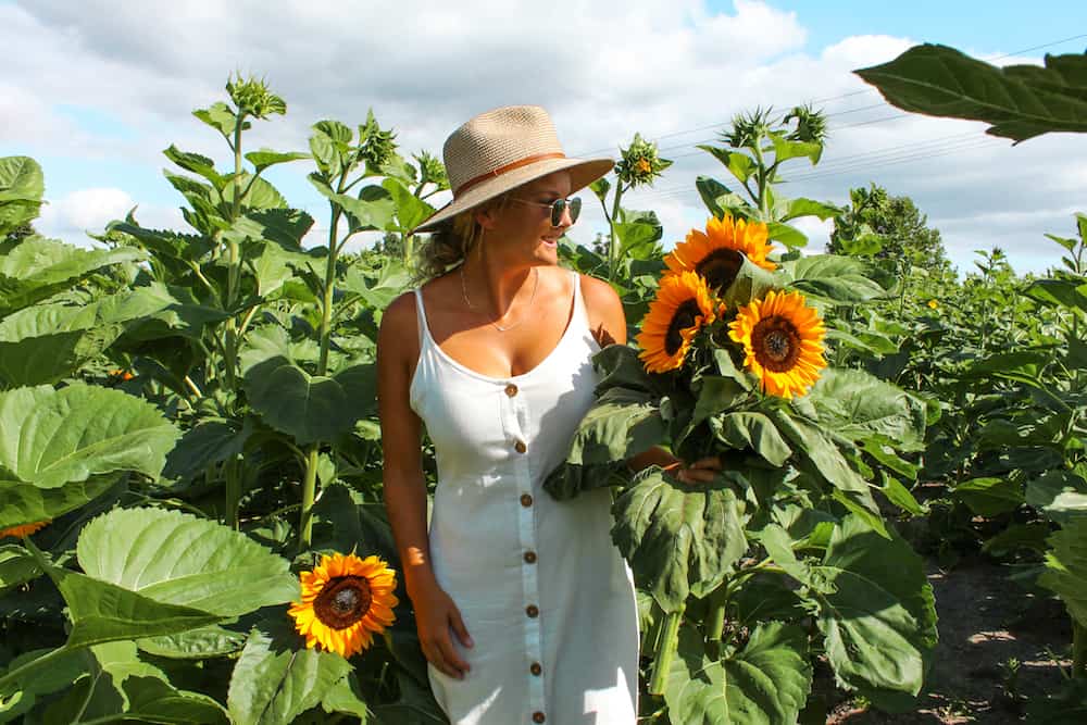 Pick your own flowers at the Taupiri Sunflower farm