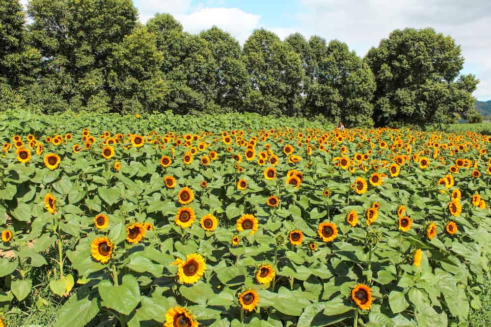 Sunflowers as far as the eye can see