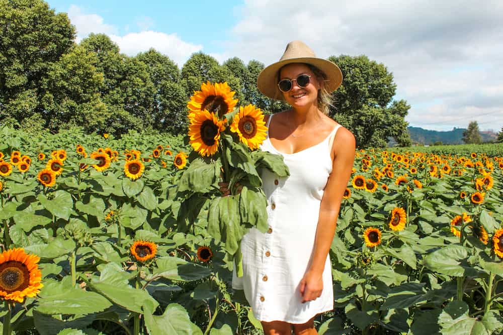 So many sunflowers to pick