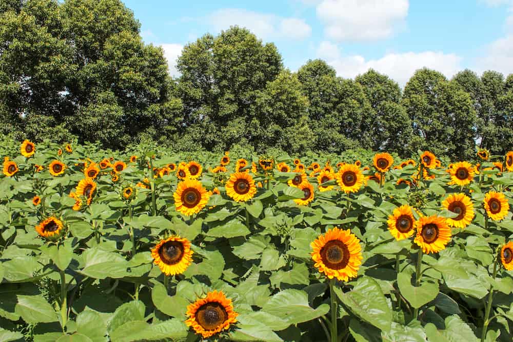The Taupiri Sunflower Farm has many flowers to choose from