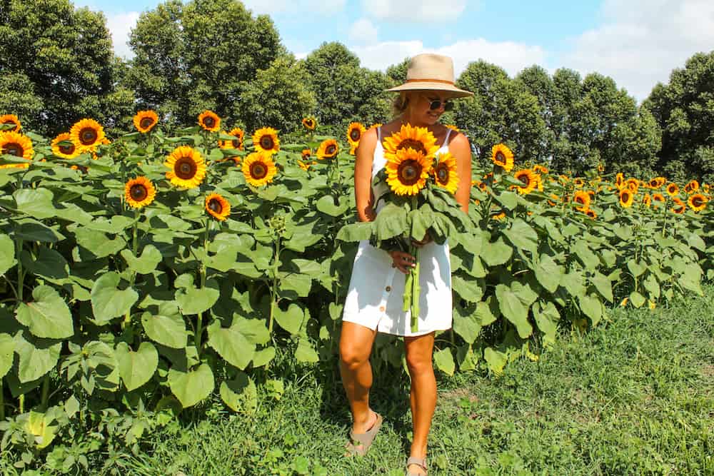 The Sunflowers at Taupiri Farm