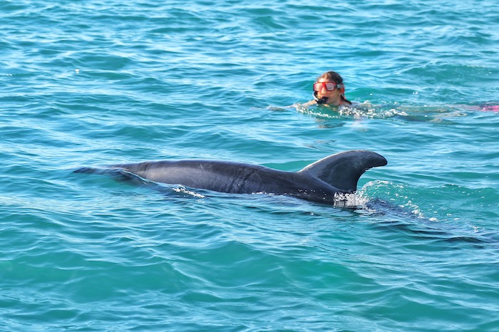 Swimming with the dolphins in Paihia
