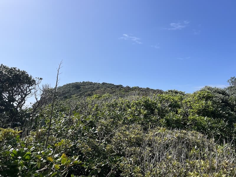 Surrounded by stunning native NZ bush on the walk up to the lighthouse