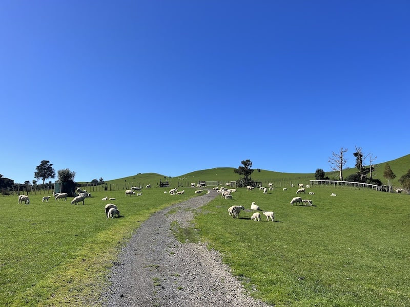 Some of the many sheep at Duder Regional Park