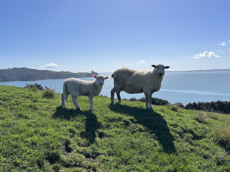 Two sheep at Duder Regional Park with views of the blue water in the background