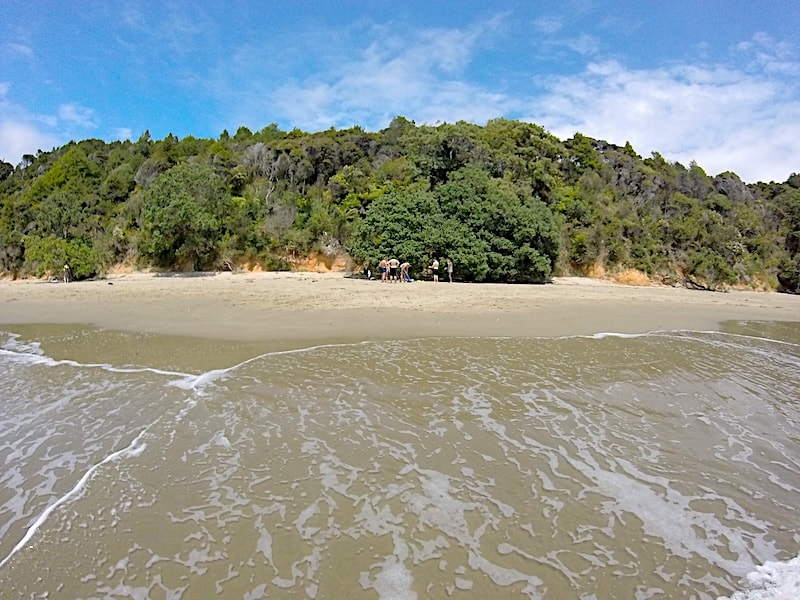 Looking from the water up to the pohutukawa lined beach. Tawhitokino Beach is one of East Auckland's best beaches