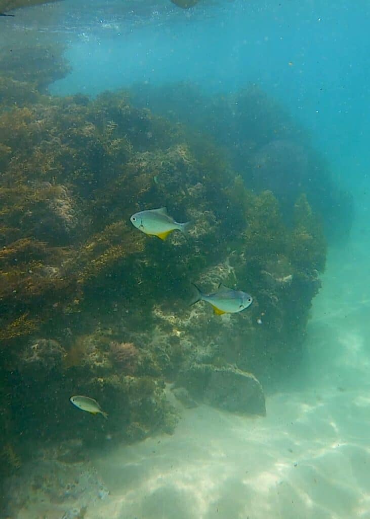 Small fish swimming around in the clear water of Otama Beach