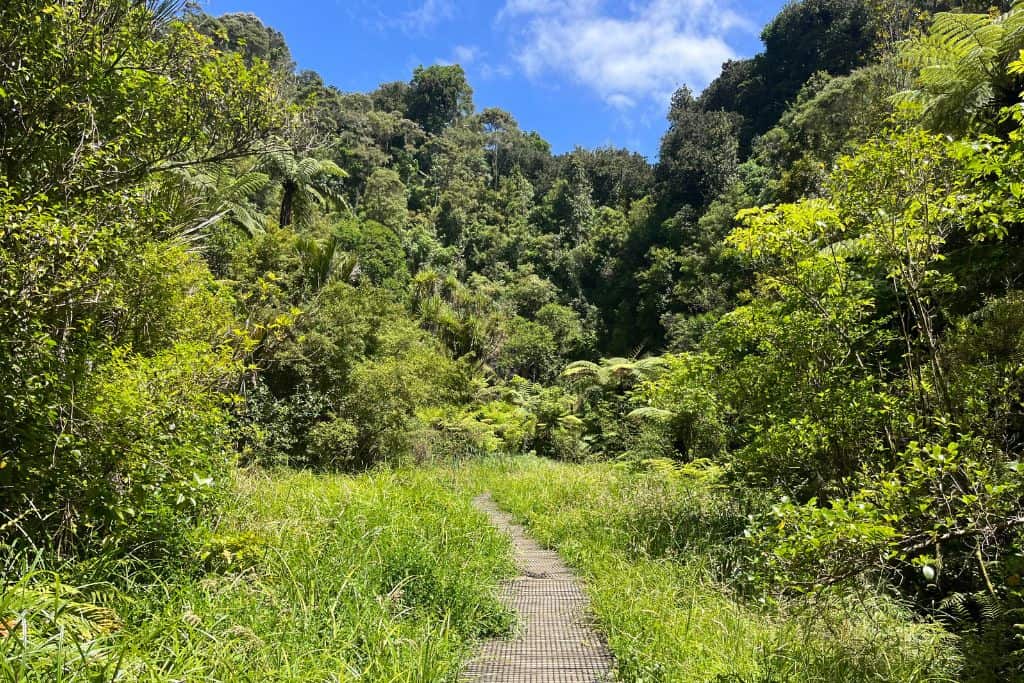 The view along the track through the bush on the Camp Sladdin walk