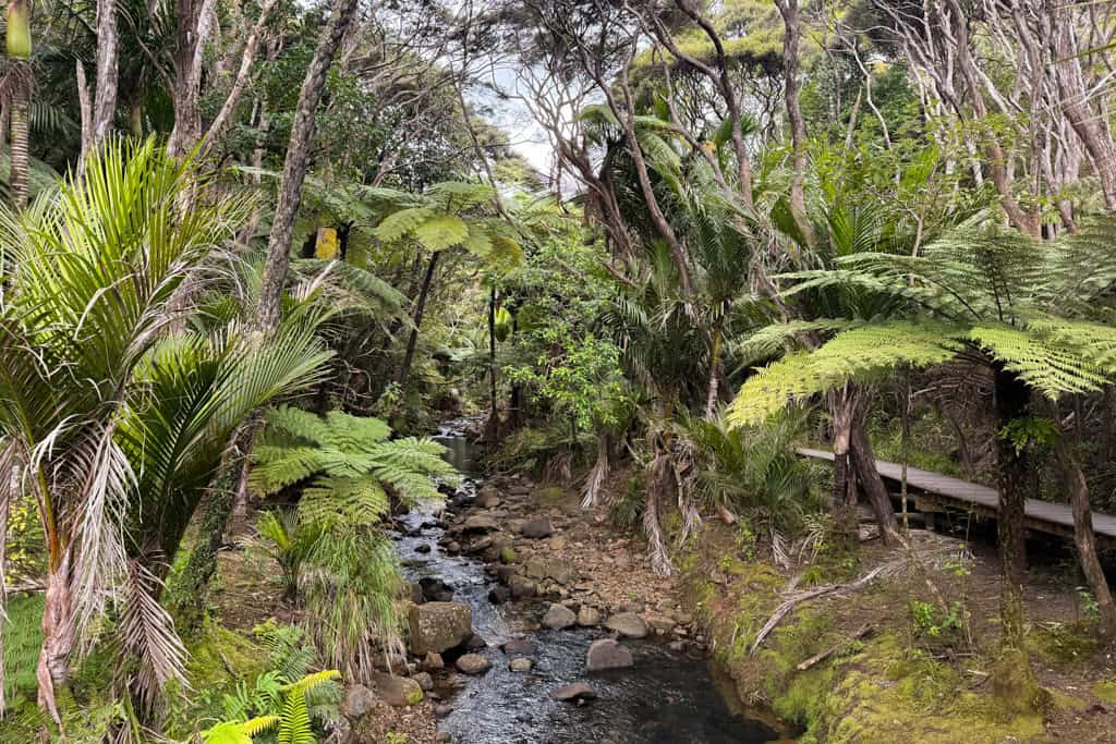 The river at Kitekite Falls winds its way through the native bush.