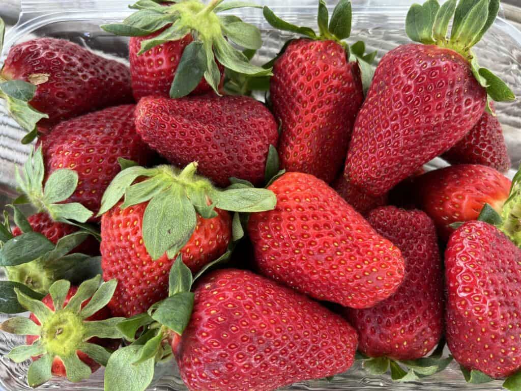 Bright red strawberries picked at an Auckland strawberry farm.