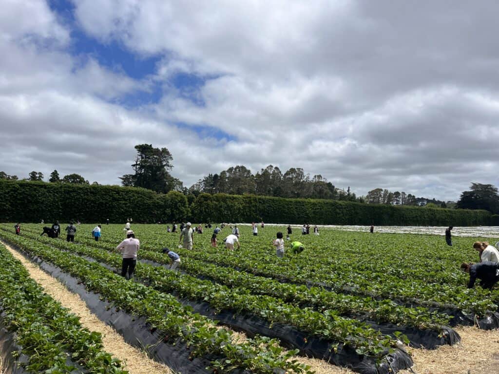 People in a field picking strawberries in Auckland.