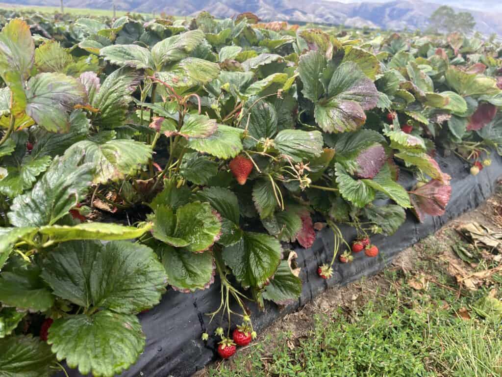 A row of strawberry plants with lots of ripe strawberries ready to be picked.