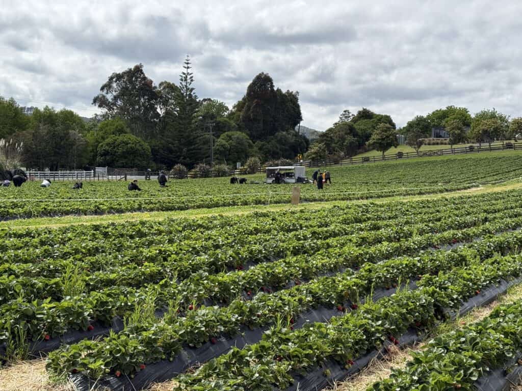 A strawberry field at a farm in Auckland. 