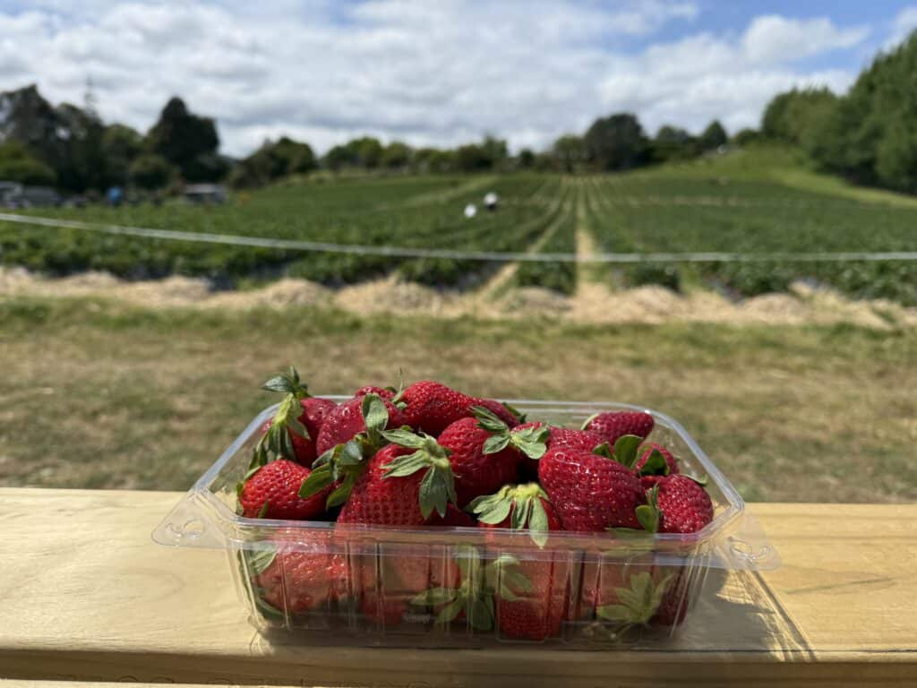 A punnet of strawberries with the strawberry picking fields in the background.