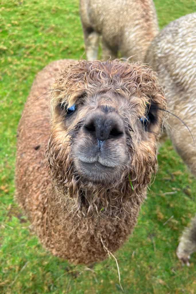 A young alpaca looking into the camera.