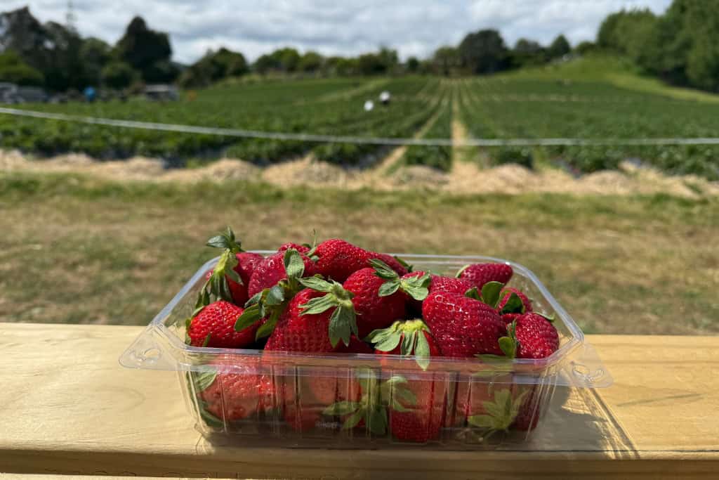 A punnet of strawberries from the local farm.