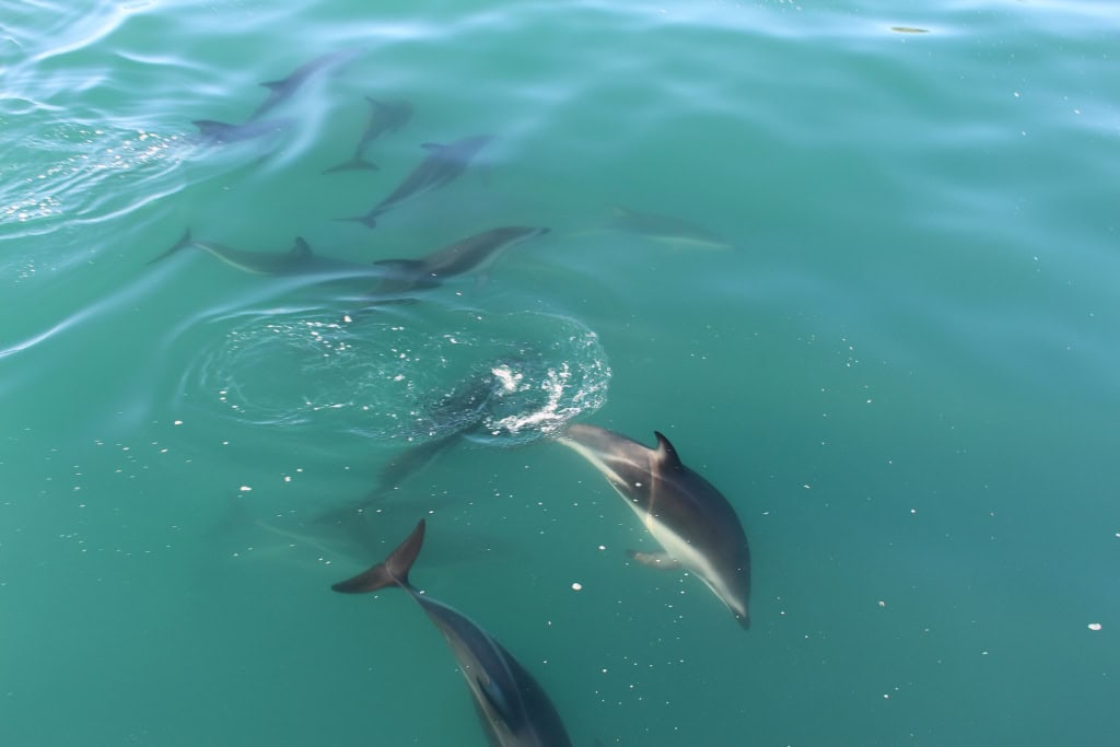 A pod of dolphins playing in the water.