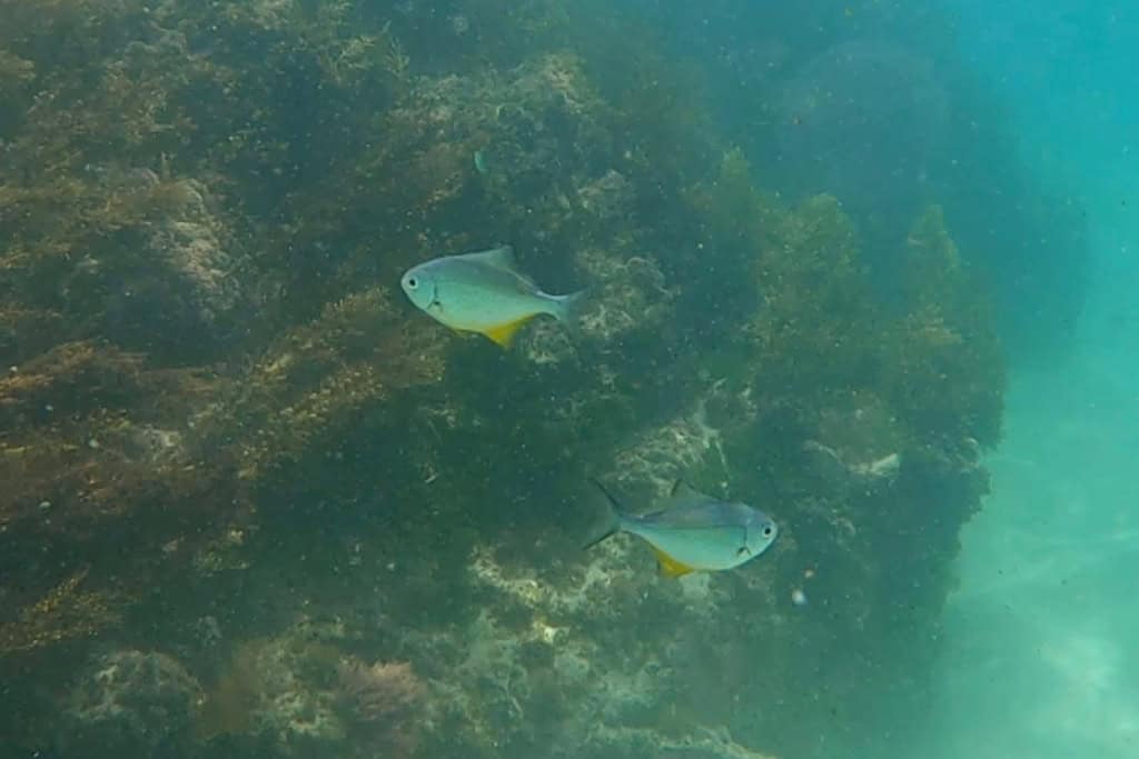 Fish swimming in the water by the reef at Goat Island.