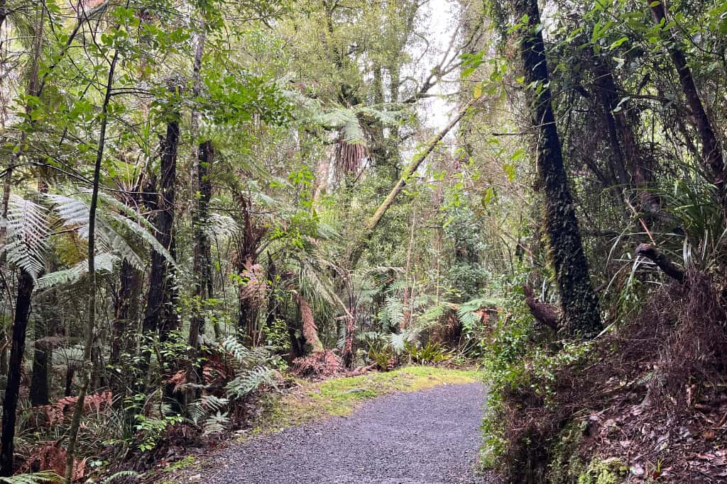 The gravel track leading through the forest.