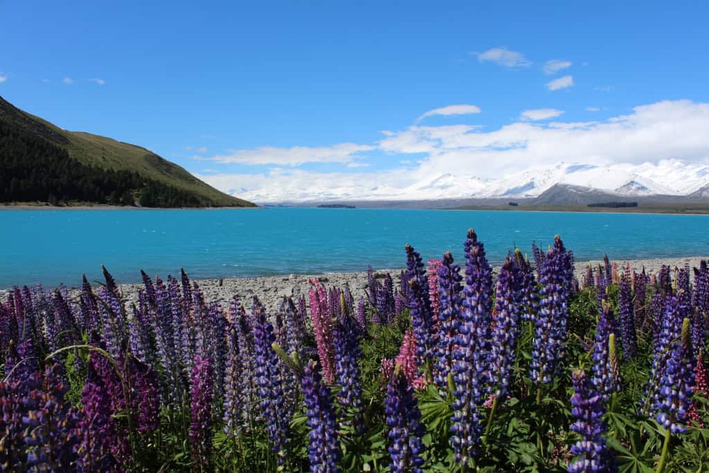 A patch of lupin flowers with mountains in the background in New Zealand.