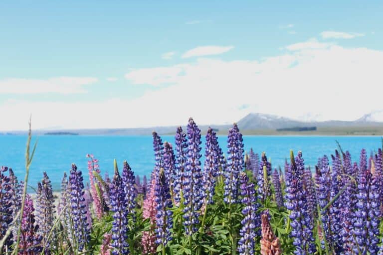 Purple lupin flowers in front of the lake in Tekapo.