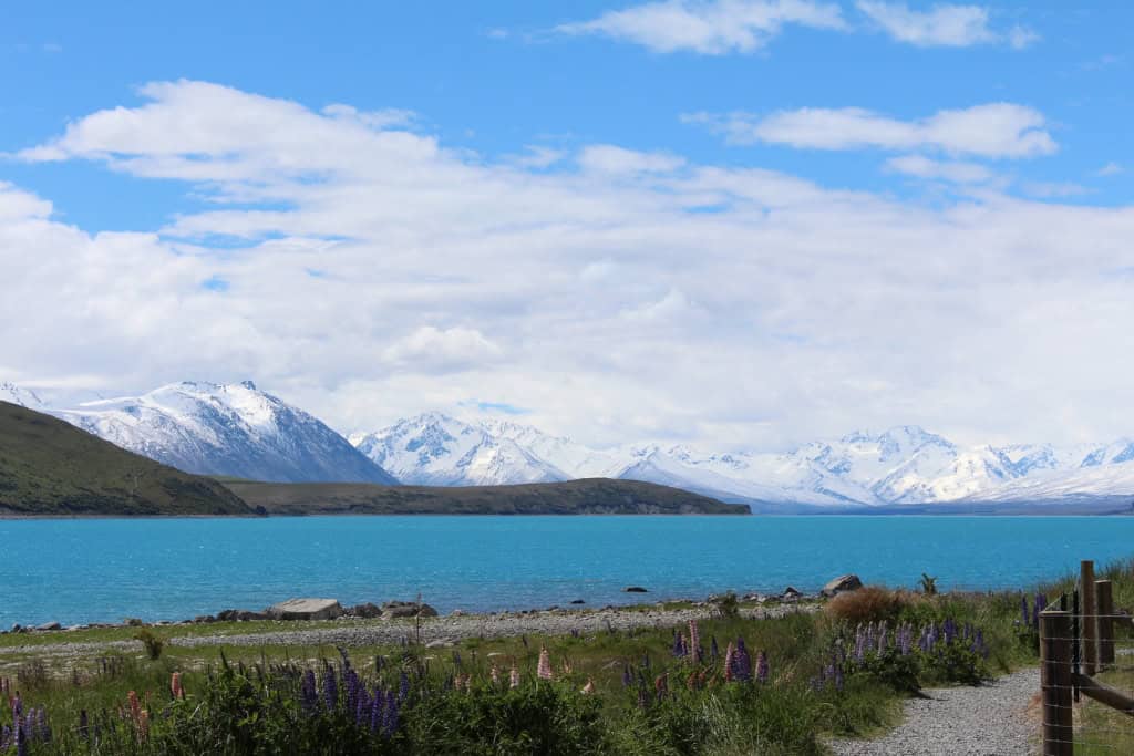 Colourful lupins along a walking track with Lake Pukaki and snow covered mountains in the background.
