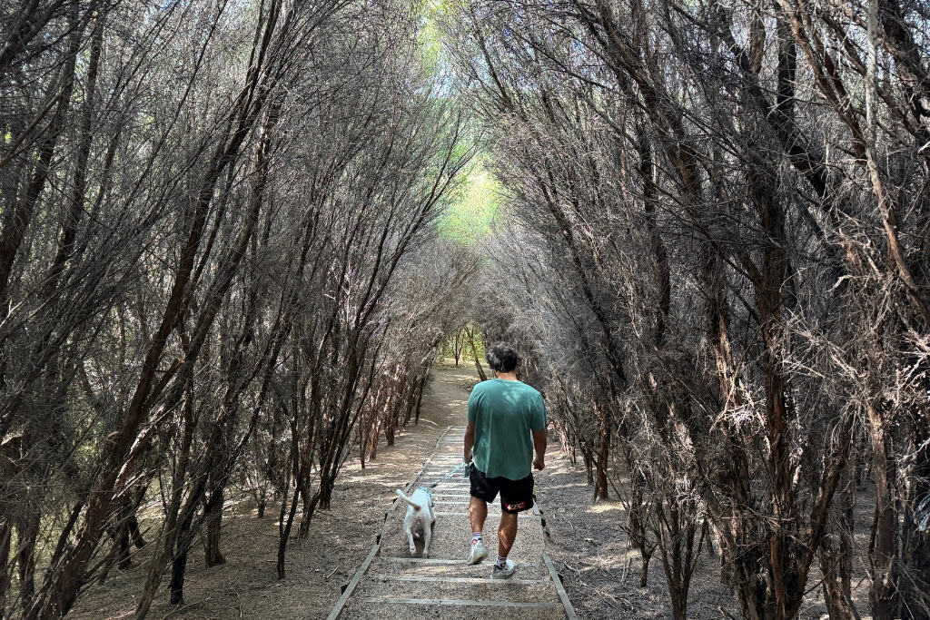 Man walking his dog through the bush in the Mangemangeroa Reserve.