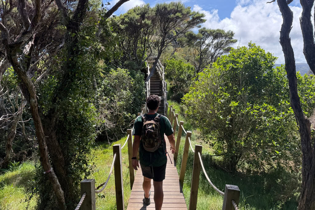 Man walking along the boardwalk trough the native bush.