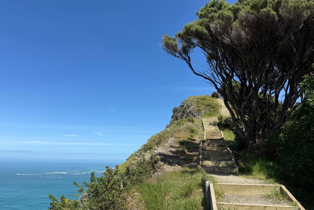 The path leading up the hill through the trees.