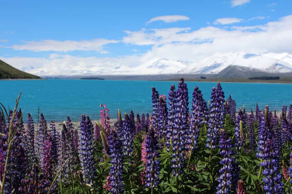 The purple and pink lupins in front of the lake.
