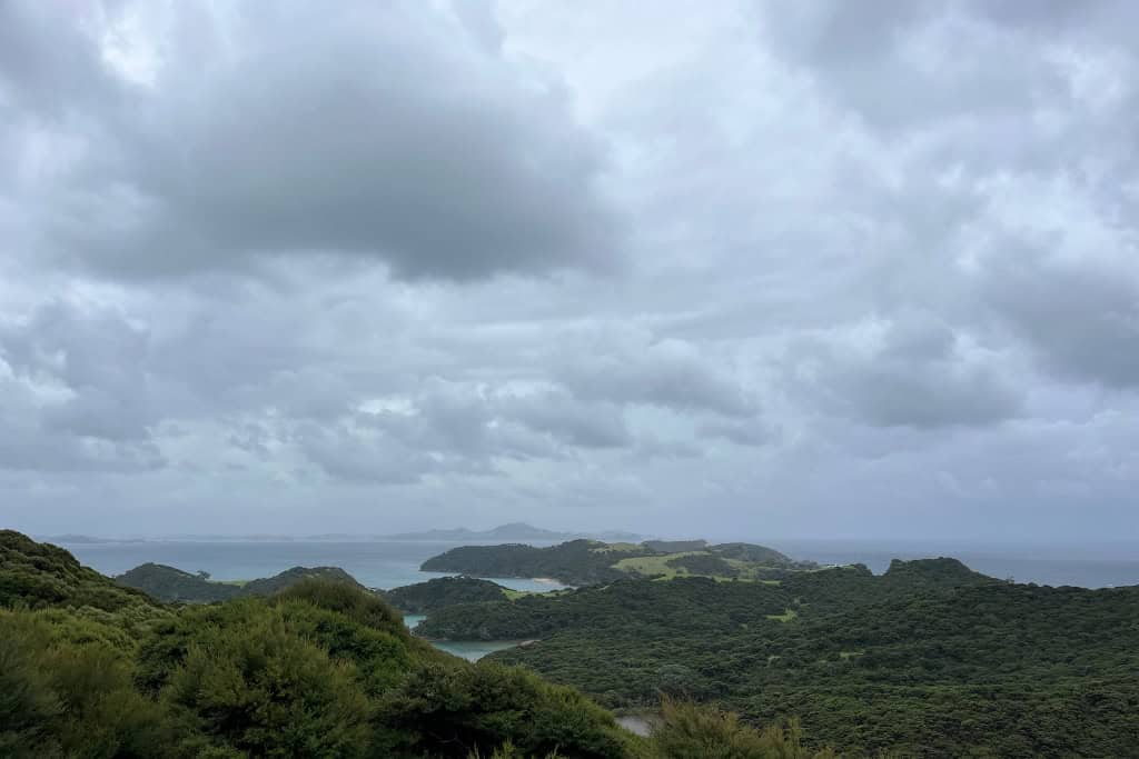 The dense New Zealand native bush home to many native birds.