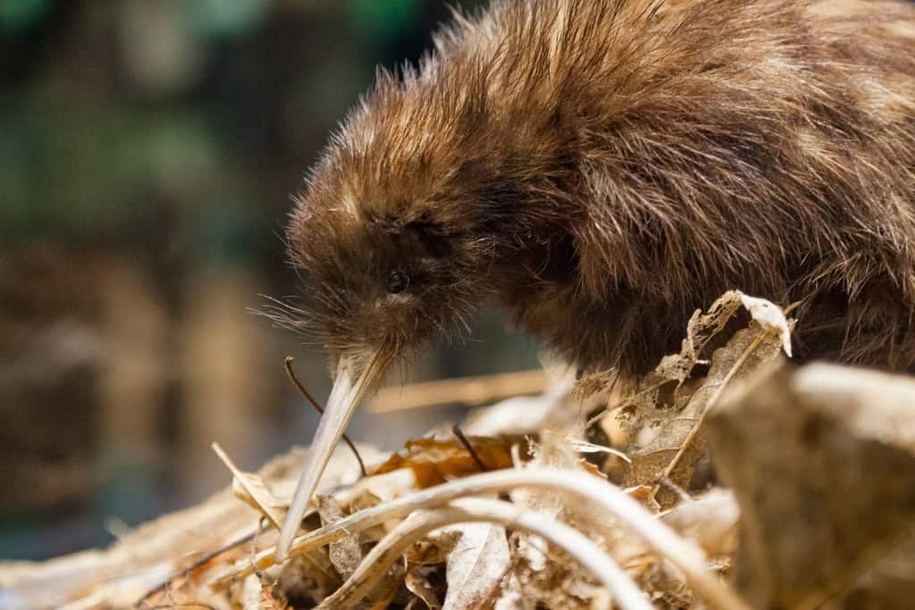 A New Zealand Kiwi foraging in the ground.