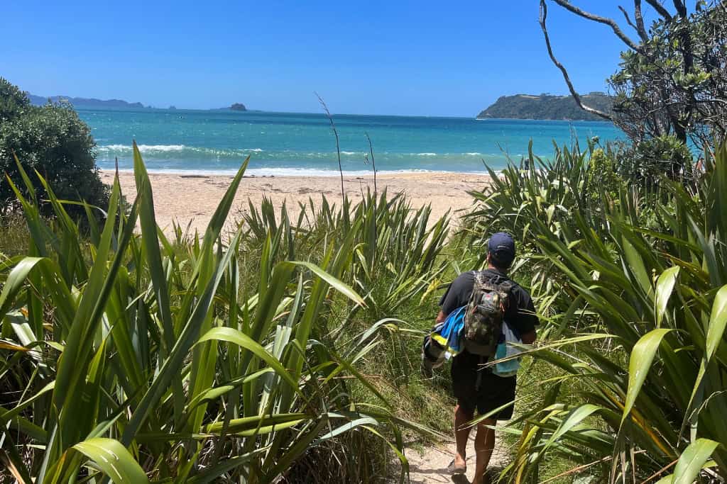 man walking through the flax towards the beach.