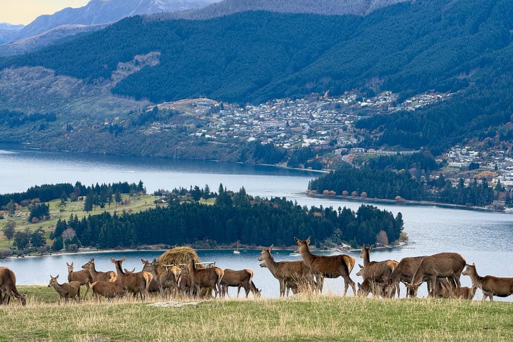 Deer on a hill looking out over Queenstown.