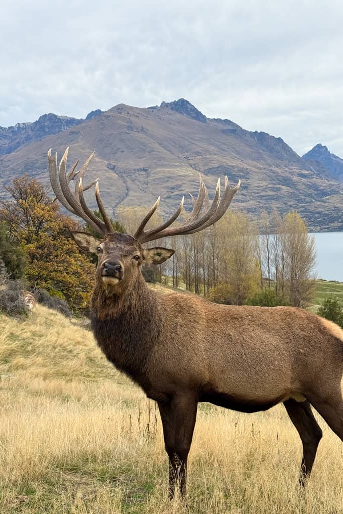 A large deer with huge antlers in the paddocks at Deer Park heights in Queenstown.