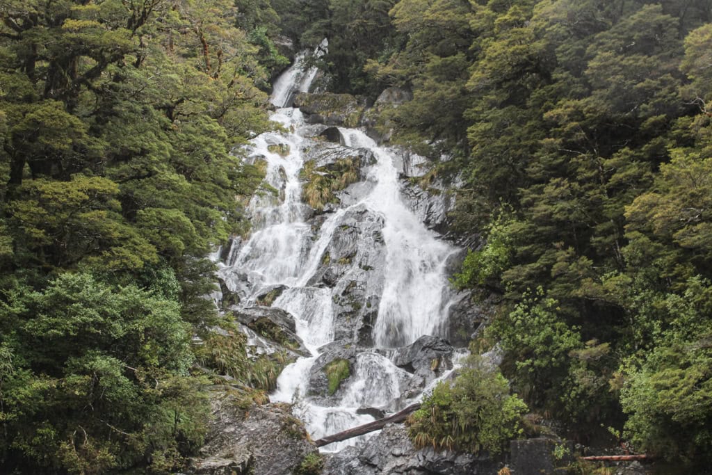 Fantail Falls surrounded by dense native New Zealand bush.